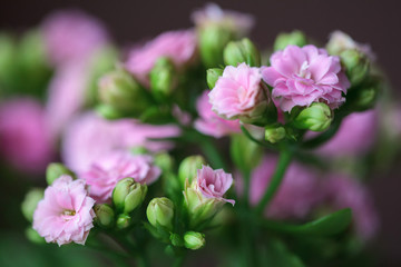 A Kalanchoe flowering plant with small light pink flowers. Kalanchoe house plant
