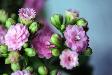 A Kalanchoe flowering plant with small light pink flowers. Kalanchoe house plant
