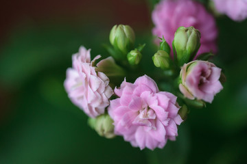 A Kalanchoe flowering plant with small light pink flowers. Kalanchoe house plant