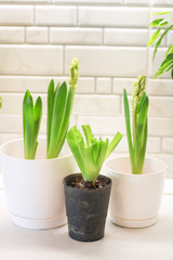 Potted plant. Pruning of the leaves. Care of home plants. Close-up of hands cut off the dried flower. The concept of home interior in the garden. Gardening. 