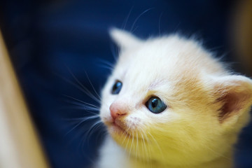 Cute little kitten