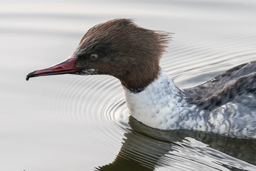 Goosander, female, swimming on lake in Germany