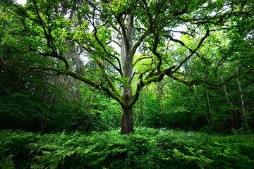 Obrazy na Szkle  Krajobraz leśny. Stare duże drzewo i paproć pod zachmurzonym niebem, Łotwa