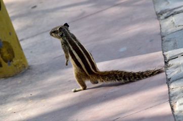 Beautiful action by Squirrel when he standing his only two legs. It’s looks like that he is trying to see somebody. 