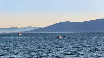 Obraz premium Whale watching in Juneau, Alaska