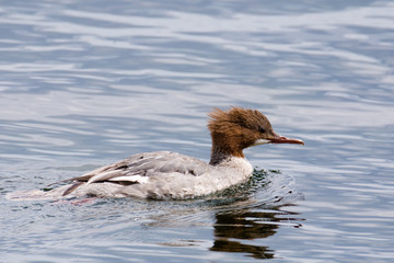 Goosander, female, swimming on lake in Germany