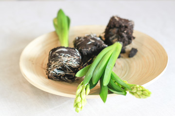 Hyacinth flower. The roots of hyacinth flower. The roots of hyacinth. Gardening. Care of home plants.