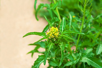 Yellow Garden Weed