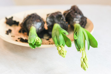 Hyacinth flower. The roots of hyacinth flower. The roots of hyacinth. Gardening. Care of home plants.