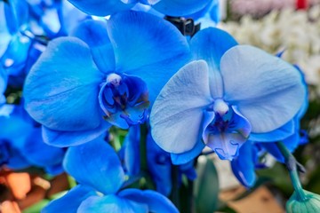 Fototapeta na wymiar scenic blue orchid in bloom