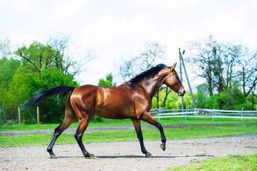 Horse run gallop in meadow