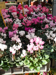 Plant in local market at aix en provence
