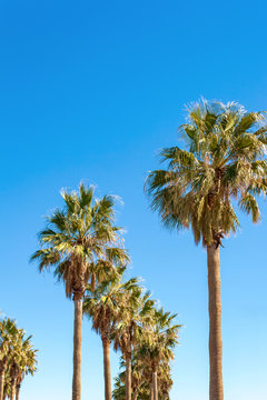 Palm trees on a warm California day