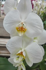 Naklejka na ściany i meble white orchid in bloom in the garden