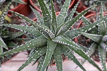 succulent plant in bloom in the vase
