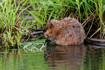 Muskrat eating grass on river. Cute common brown water rodent animal in wildlife.
