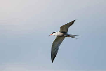 Common tern flying in sky over water. Cute fast agile white waterbird. Bird in wildlife.