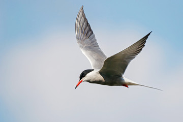Common tern flying in sky over water. Cute fast agile white waterbird. Bird in wildlife.