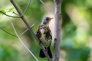 Fieldfare sitting on branch of bush. Cute common brown thrush. Bird in wildlife.