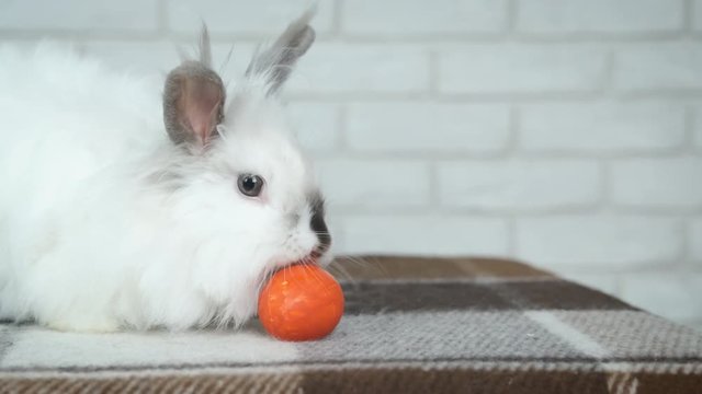 Happy Easter. Beautiful white bunny with an Easter egg.