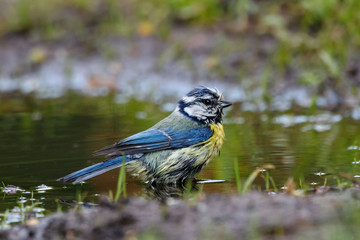 Blue tit washing in puddle. Cute funny little wet bright songbird in wildlife.