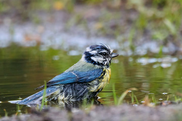 Blue tit washing in puddle. Cute funny little wet bright songbird in wildlife.