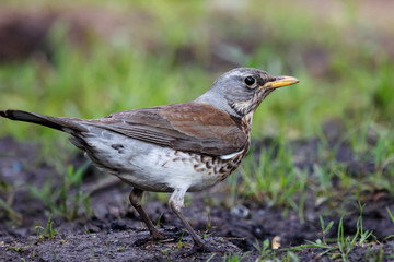 Fieldfare collecting dirt for nest. Cute common brown thrush on ground. Bird in wildlife.