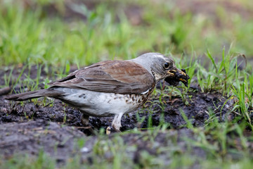 Fieldfare collecting dirt for nest. Cute common brown thrush on ground. Bird in wildlife.