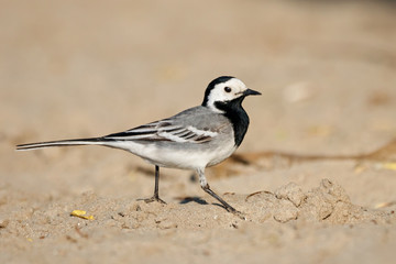 White wagtail walking on sand beach. Common black white bird in wildlife.