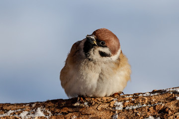 Eurasian tree sparrow sitting on branch. Cute common park brown songbird in wildlife.