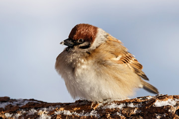 Eurasian tree sparrow sitting on branch. Cute common park brown songbird in wildlife.