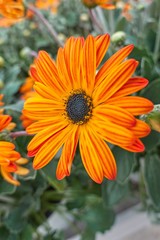 orange yellow gerbera daisy in the vase