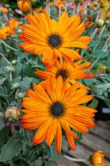 orange yellow gerbera daisy in the vase