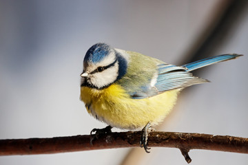 Blue tit sitting on branch of tree portrait. Cute bright common little yellow songbird in wildlife.
