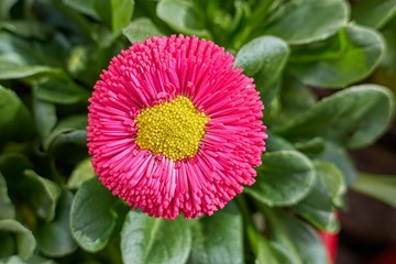bellis perennis daisy pomponette flower © spetenfia