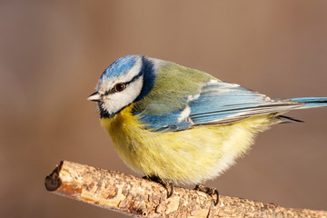 Obraz premium Blue tit sitting on branch of tree portrait. Cute bright common little yellow songbird in wildlife.