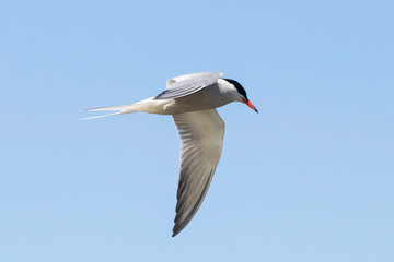 Obraz premium Common tern flying under blue sky. Cute agile common white waterbird. Bird in wildlife.