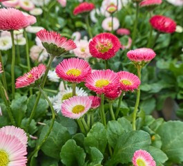 bellis perennis daisy pomponette flower