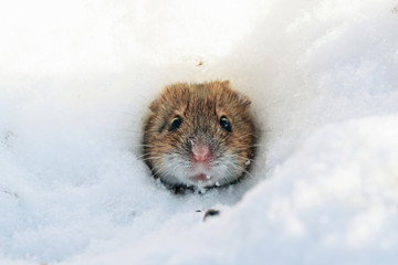Striped field mouse looking from hole in snow in winter. Cute little common rodent animal in...