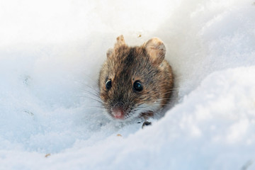 Fototapeta na wymiar Striped field mouse looking from hole in snow in winter. Cute little common rodent animal in wildlife.