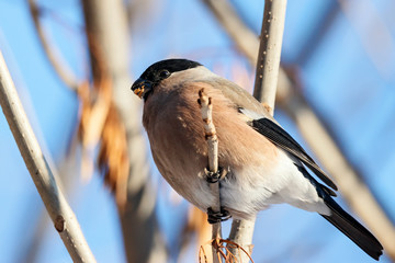 Eurasian common bullfinch female eating seeds on tree. Cute brown songbird in wildlife.