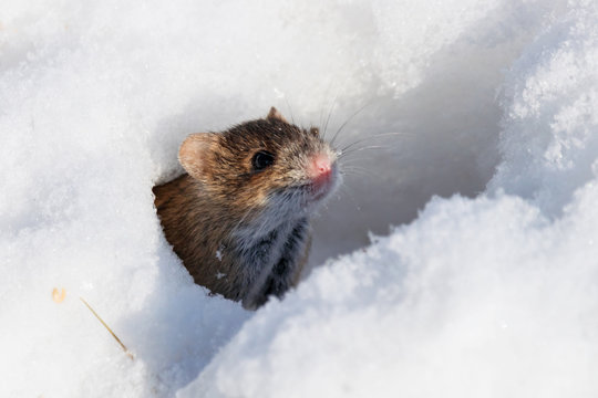 Striped field mouse looking from hole in snow in winter. Cute little common rodent animal in wildlife.