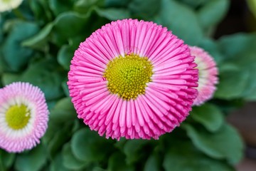 bellis perennis daisy pomponette flower © spetenfia
