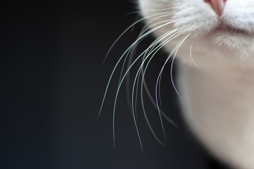 Close up of white cat whiskers on dark background - Powered by Adobe