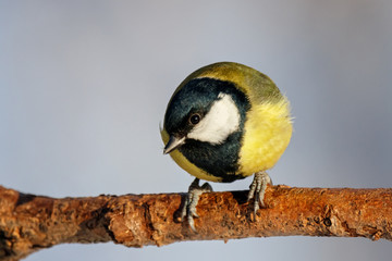 Obraz na płótnie Canvas Great tit sitting on branch of tree portrait. Cute bright common park songbird in wildlife.