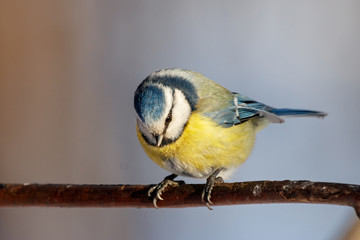 Blue tit sitting on branch of tree portrait. Cute bright common little yellow songbird in wildlife.
