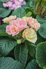 colorful primroses in spring season