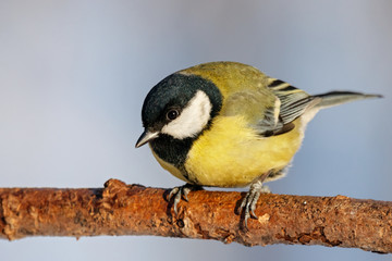 Great tit sitting on branch of tree portrait. Cute bright common park songbird in wildlife.