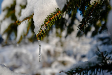 Winterwonderland 