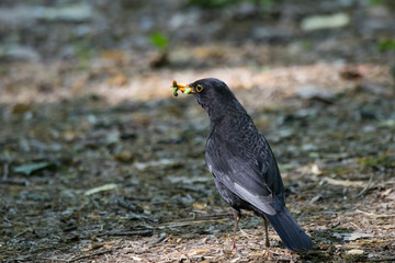 Obraz premium Common blackbird collecting food for nestlings. Cute common black thrush. Bird in wildlife.
